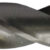 11/32 - Extra Length Drills – 9″ Overall Length 1 11/32 - Extra Length Drills – 9″ Overall Length - Image 1